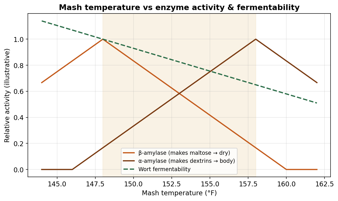 Mash temperature is a flavour and body lever: cooler mashes favour beta-amylase (dry, fermentable wort); warmer mashes favour alpha-amylase (full-bodied, dextrinous wort).