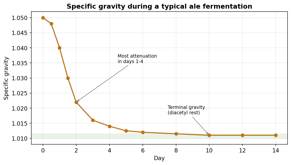 Specific gravity falls steeply during the active phase and then flattens at terminal gravity. Two identical readings days apart are the real test that fermentation is finished.