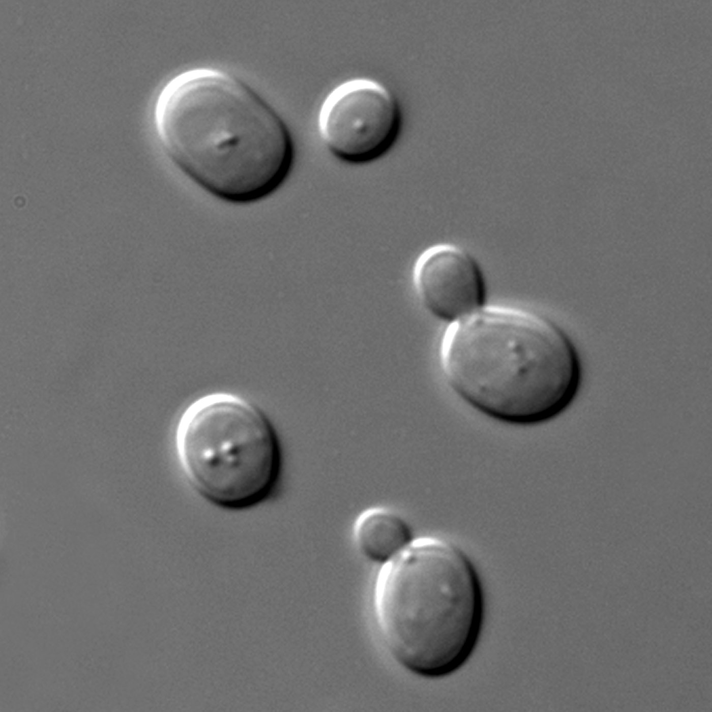 Saccharomyces cerevisiae cells under DIC (differential interference contrast) microscopy. Each oval cell is roughly 5–10 micrometres across. Note the budding daughter cells — yeast reproduce asexually by budding under favorable conditions, and a healthy active fermentation has yeast in this phase